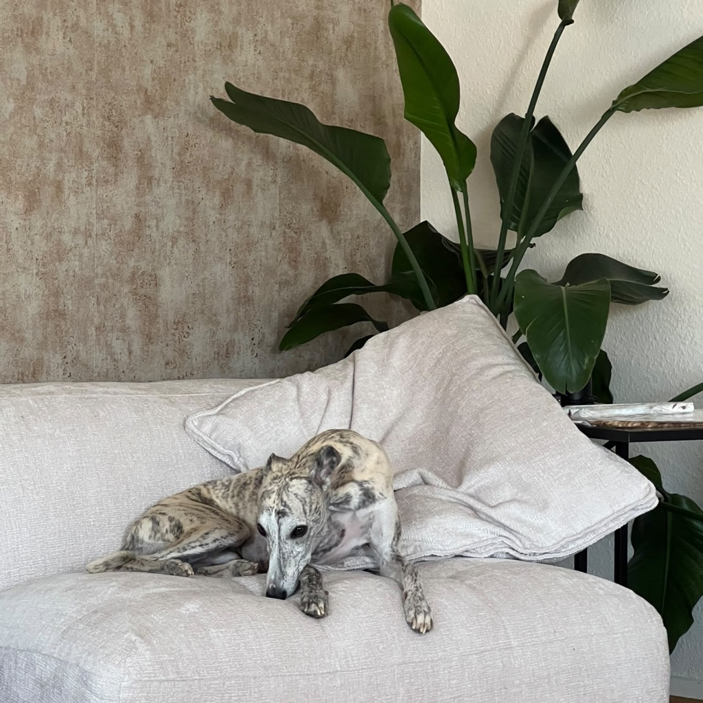 Input frame of a whippet on a sofa.